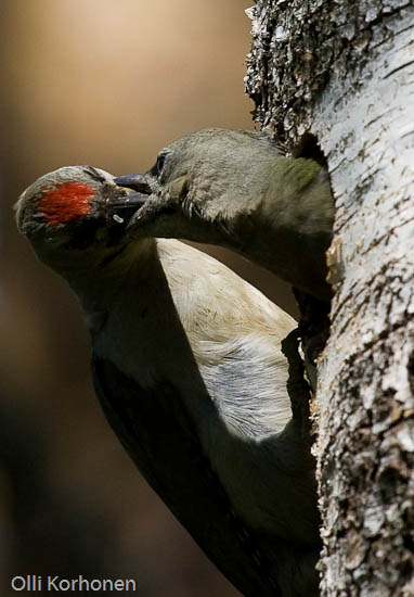 bird potography