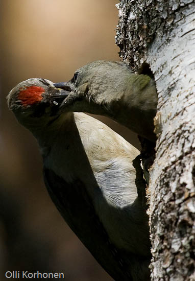 bird potography