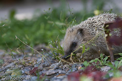 siili, hedgehog