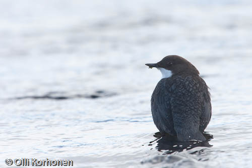 bird photography, nature photography