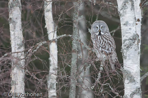 blogi luonnosta, luontoblogi, blog on Finnish nature