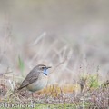 sinirinta, bluethroat, Gorgebleue à miroir