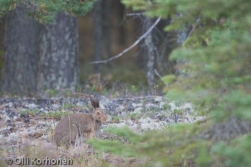 jänis,epus, hare, Hase, lièvre, kuva, photo