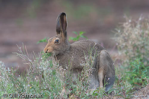 Jänis, lièvre, hare, Hase, ruoho, grass. kuva, photo