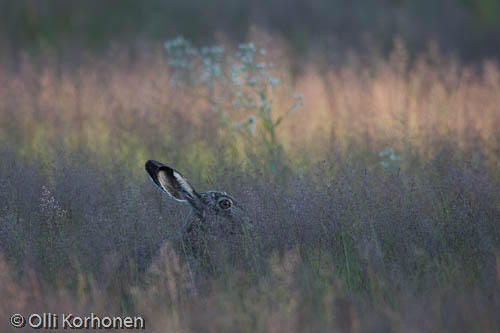 lepus europaeus, European hare, brown, brown hare, Feldhase, lièvre d'Europe, fälthare, kuva, photo