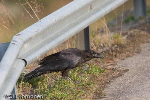 korppi, marja, raven, berry, kuva, photo, nokka, beak, bill