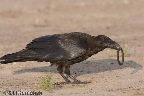 korppi, raven, play leikkii, playful, kuva photo