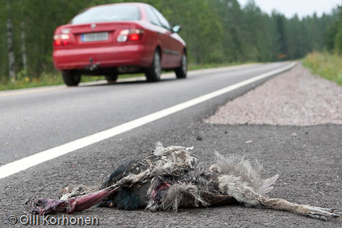 metso, orre, trafik, olycka, roadkill, traffic, capercaillie, photo, kuva