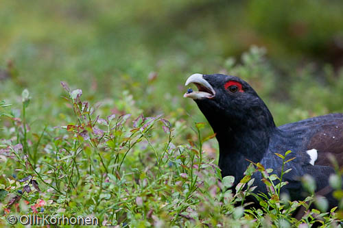 Capercaillie eating a blueberry.