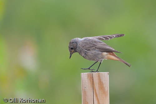 Kuva, photo, foto: mustaleppälintu, black redstart, rougequeue noir, phoenicurus ochruros, svart rödstjärt, hausrotschwanz