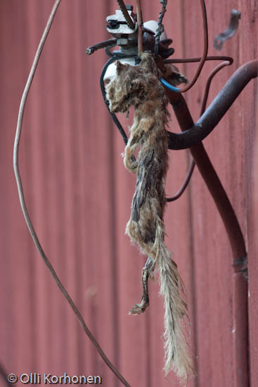 Kuva, photo, foto, Squirrel killed by electricity.