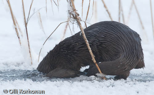 Photo: Otter dives into a hole in the ice.