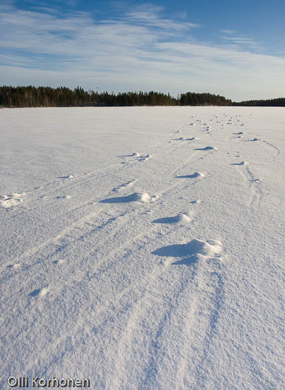 Kuva: Tuulen pyörittämiä lumipalloja järven jäällä.