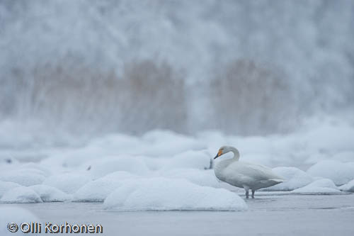 Kuva: Laulujoutsen talvisella joella.