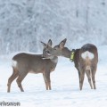 Metsäkauris nuolee vasaansa.