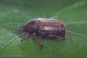 Juhannusturilas, Amphimallon solstitiale