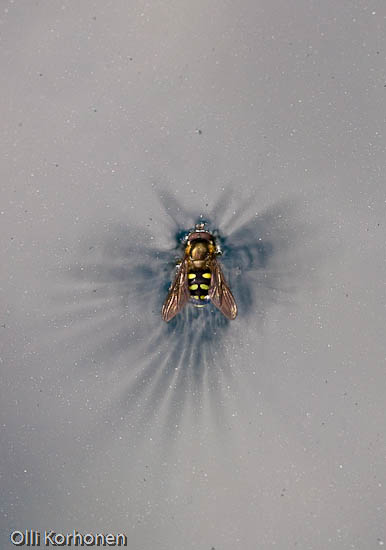 kuva: Kukkakärpänen, hyönteinen, suojelusenkeli.