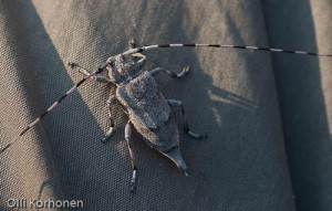 Sarvijaakko, Acanthocinus aedilis