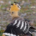 harjalintu, hoopoe, huppe fasciee, upupa epops, harfagel