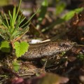 vaskitsa, slow worm