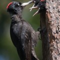 palokärki,black woodpecker