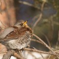 räkättirastas, fieldfare