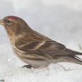 ruskourpiainen,lesser redpoll, carduelis flammea cabaret