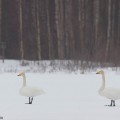 Laulujoutsenpari maaliskuussa pesäreviirillään.