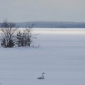 Laulujoutsen lepää järven jäällä.