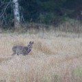 valkohäntäkauris, valkohäntäpeura