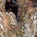 viirupöllö,strix uralensis, ural owl