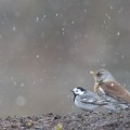 västäräkki,white wagtail,lumi,snow