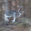 Metsäjänis loikkaa