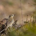 Metsäkirvinen hakkuuaukealla