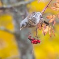 Räkättirastas kauniin ruskan keskellä