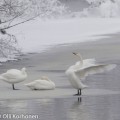 Laulujoutsenia talvella, Tyyrinvirta, Rautalampi.