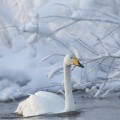 Laulujoutsen talvisessa jokimaisemassa