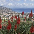 Pico dos Barcelos, Funchal, Madeira