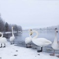 Laulujoutsenia jääällä talvipakkasella