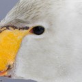 lauujoutsenen pää, whooper swan's head, close-up