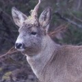 yksisarvinen metsäkauris, unicorn, roe deer,licorne