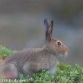 Metsäjänis ja sianpuolukka