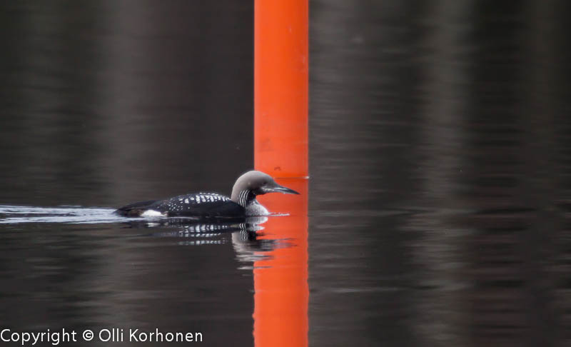 kuikka,maaliviiva,loon