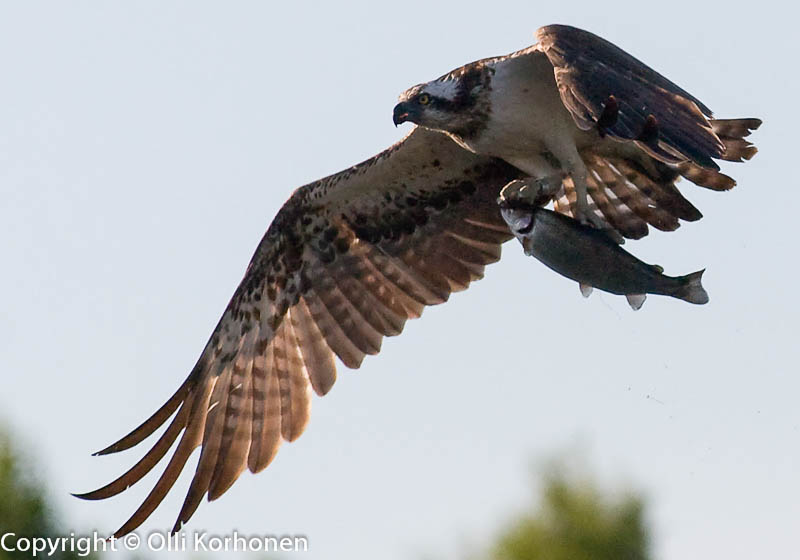 sääksi,kalasääski,osprey, pandeon haliaetus