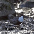 koskikara, white-throated dipper