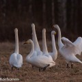 Laulujoutsenia auringonlaskun aikaan