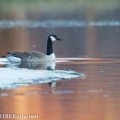 kanadanhanhi, canada goose