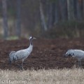 Kevään ensi kurkia Rastunsuolla