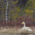 laulujoutsen, whooper swan