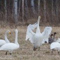 Metsähanhia ja laulujoutsenia